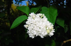 Бял люляк цъфна само на 41 км от Шумен, народното поверие предрича дълга и студена зима