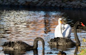 Екоексперти от Шумен участваха в 43-тото среднозимно преброяване на зимуващите водолюбиви птици