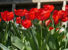 Слънчев вторник