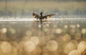 Опасни жеги и днес