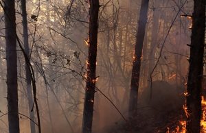 Огнеборци гасиха лек автомобил, спасиха от опожаряване 49 декара гора