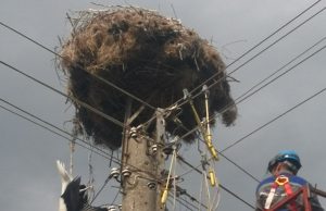 Спасиха бедстващ щъркел в района на шуменското село Тръница