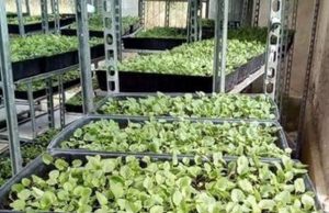 Над 80 000 теменужки подготвят в Менгишево