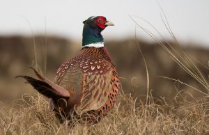 Трима шуменци си спретнаха незаконен лов на фазани