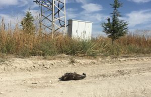 Малък креслив орел с поставен предавател у нас загина от токов удар в Турция