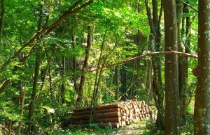 СИДП осигури 61 000 кубика дърва за домакинства от Североизтока