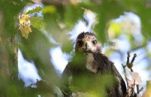 Малкият креслив орел Илия отлетя за топлите страни