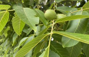 Слънчева и гореща събота, дъжд – само на отделни места в планинските райони