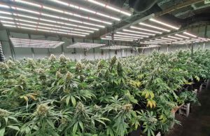 При съседите: Откриха оранжерия за марихуана в стар пилчарник и скрита там крадена кола