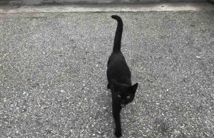 Петък 13-и е, вторият за годината