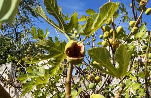 Разкъсана облачност, топлият вятър ще повиши температурите