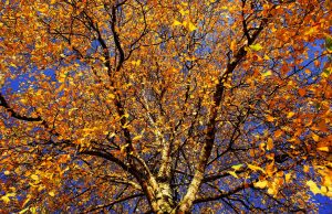 Времето остава слънчево и топло за сезона