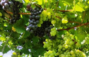 Хубавото време продължава и в началото на седмицата