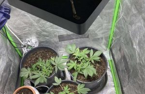 Шуменец отглеждал канабис в спалнята си