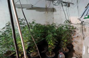 Разкриха наркооранжерия в Шумен, задържан е 37-годишен мъж (снимки, видео)