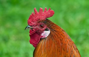 Петльовден ден е, празникът на мъжките рожби и Сретение Господне