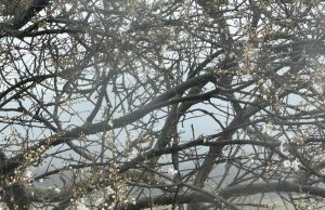 Разкъсана облачност, отново валежи от дъжд и сняг