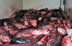 Спипаха румънец с близо 200 кг прясна „бракониерска“ риба