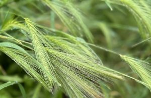 Слънчево време, следобед – дъжд и гръмотевици над Централна и Западна България