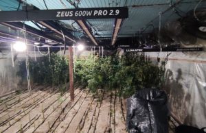 Разкриха оранжерия за отглеждане на марихуана във варненско село