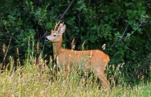 Шуменци приютиха изплашена от бурята сърничка