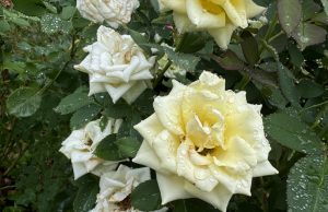 Дъждовна неделя, на места интензивни валежи и градушки