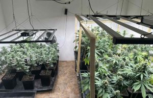 Разбиха оранжерии за канабис във варненско село, задържаха 40-годишен наркопласьор