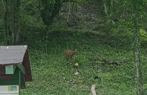 Предвиждат разширяване на Зоологическата градина