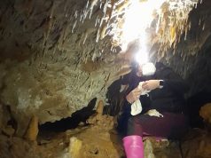 Наблюдават специален вид прилеп в „Бисерна“