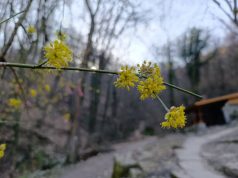 Слънчев понеделник